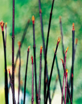 Cornus Black Kesselringii