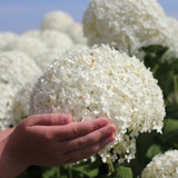 Hydrangea Arb. Annabelle (Strong)