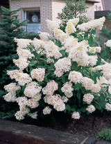 Hydrangea pan. Grandiflora