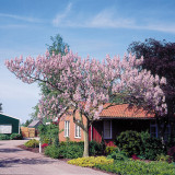 Paulownia tomentosa