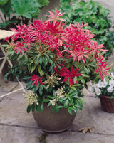 Pieris Forest Flame