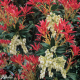 Pieris Forest Flame