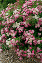 Spiraea japonica Shirobana