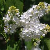 Syringa Madame Lemoine