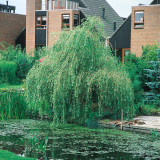 Salix Tristis (Weeping Willow)