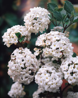 Viburnum carlesii