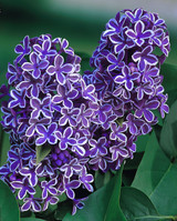 Syringa vulgaris Sensation