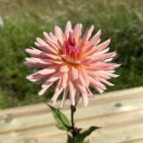 Dahlia Preference Dahlia Preference