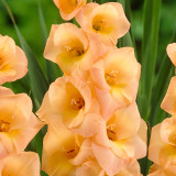 Gladioli Esta Bonita