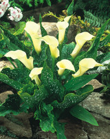 Zantedeschia albomaculata (Calla Lily)