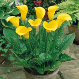 Zantedeschia Elliottiana