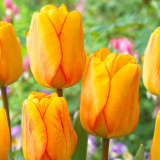 Tulip Blushing Apeldoorn 10/12cm