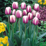 Tulip Atlantis