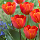 Tulip 'Annie Schilder'