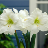 Amaryllis Mont Blanc 30cm+
