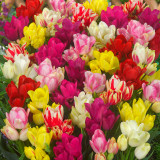Tulip Multi-Flowered Mixed Tulip Multi-Flowered Mixed
