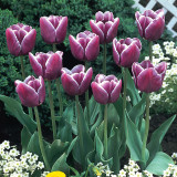 Tulip Arabian Mystery10/12cm