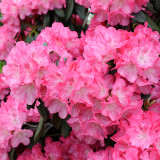 Rhododendron Y Morgenrot