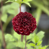 Dahlia Dark Spirit