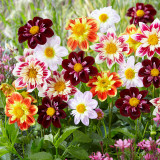 Dahlia Collarette Mixed