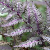 Athyrium Burgundy Lace