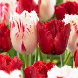 Tulip Carousel