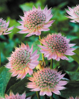 Astrantia Major Florence Astrantia Major Florence