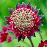 Astrantia Moulin Rouge Astrantia Moulin Rouge