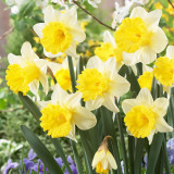 Daffodil Goblet Daffodil Goblet