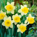 Daffodil Goblet Daffodil Goblet