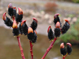 Salix G. (Black Pussy Willow)