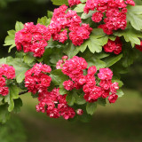 Crataegus Hawthorn 'Paul's Scarlet'