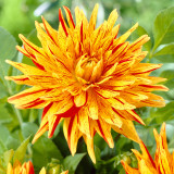 Dahlia Striped Vulcan