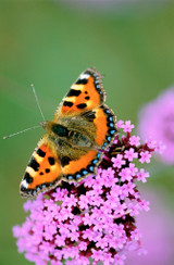 Verbena bonariensis (7cm Modules)