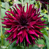 Dahlia Chat Noir