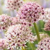 Allium Silver Spring 12cm+ Allium Silver Spring 12cm+