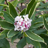 Daphne Odora Aureomarginata