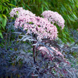 Sambucus nigra Black Lace