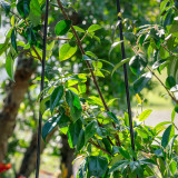 Trachelospermum Jasminoides