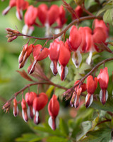Dicentra Valentine