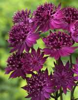 Astrantia Venice Astrantia Venice
