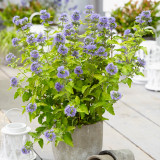 Caryopteris Hint of Gold