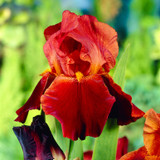 Iris germanica 'Sultan's Palace'