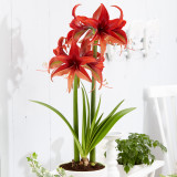 Amaryllis Bogota 28cm+