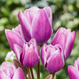 Tulip Purple Elegance