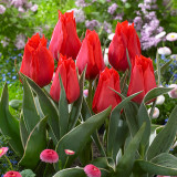Tulip Rob Verlinden Tulip Rob Verlinden