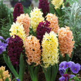 Hyacinth Autumn Colours Mixed 16/17cm