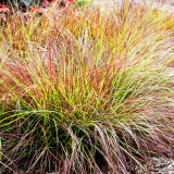 Pennisetum Burgundy Bunny