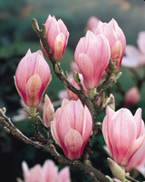 Magnolia soulangeana (12cm Pot)