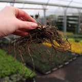 Phlox Paniculata White (Loose Root)